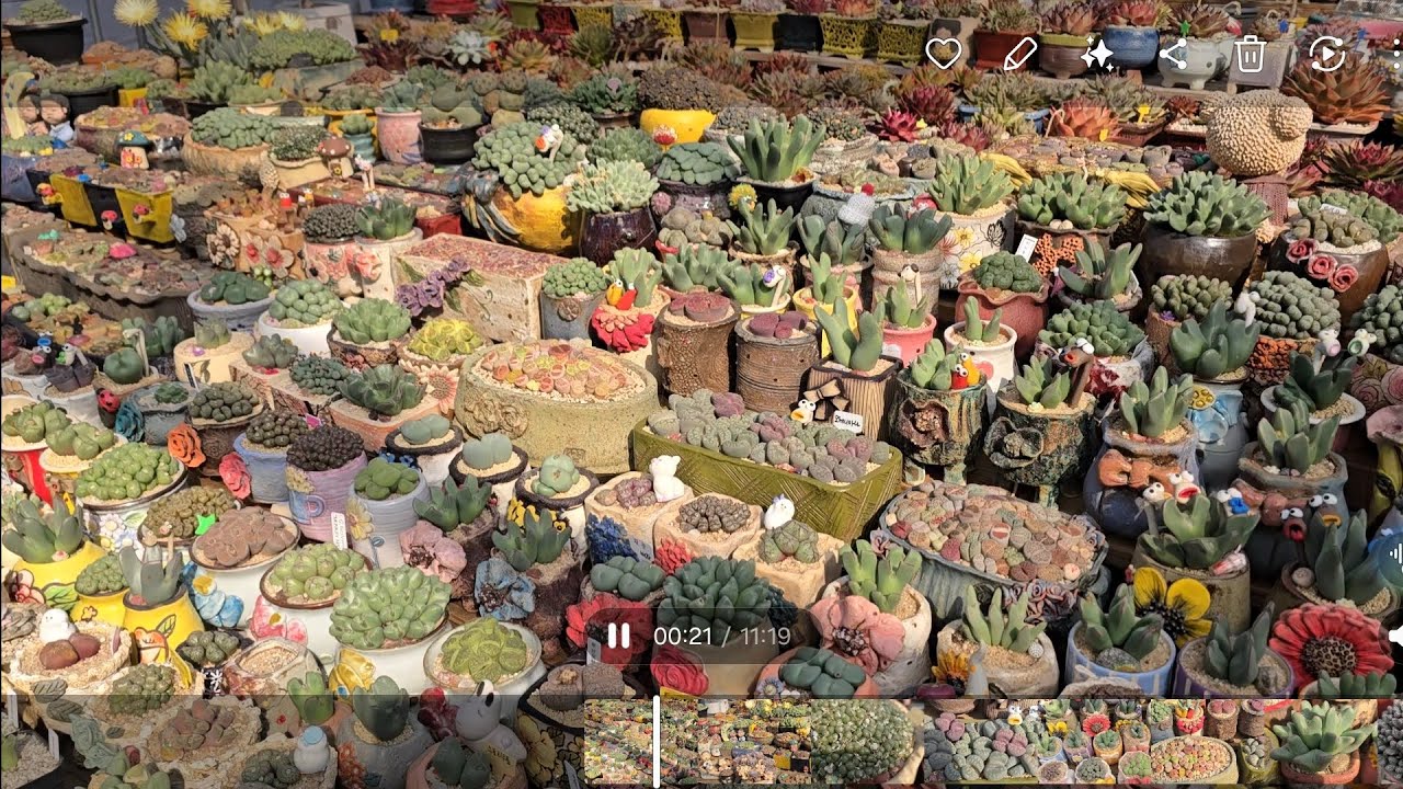 리톱스. 빌로붐. 코노피튬