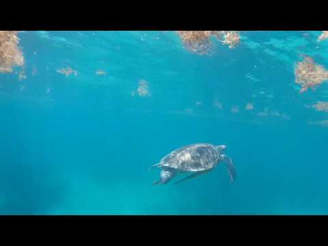 Vídeo: Salvando A Las Tortugas De La Bahía De Akumal - Matador Network