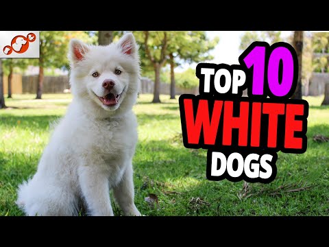 🐕 White Dogs - TOP 10 White Dog Breeds!