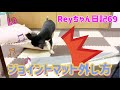 【愛犬Reyちゃん日記69】ジョイントマット外し方　おもしろ動画　チワワ×パピヨン