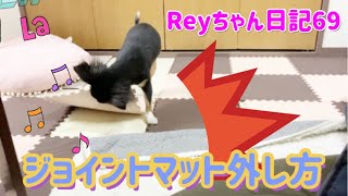 【愛犬Reyちゃん日記69】ジョイントマット外し方　おもしろ動画　チワワ×パピヨン