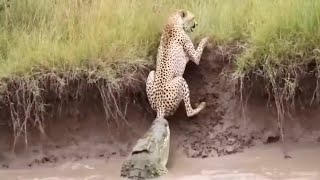 THE CROCODILE BITES THE CHEETAH'S TAIL AND SEE WHAT HAPPENED