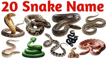 20 Snake Names in English for Kids | Learn Snake Vocabulary