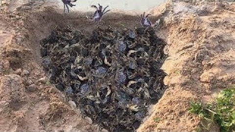 Smart Boy make Easy deep hole crab trap to catch a lot of crabs How To make crab trap in C -2017