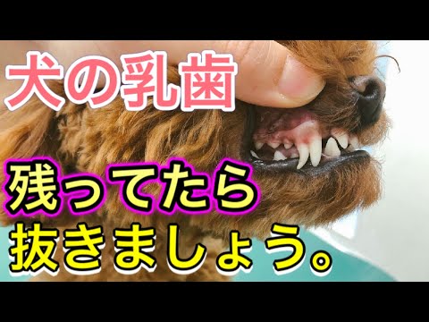 【犬の乳歯抜歯】乳歯が残ってる時はどうすれば？獣医師が解説。こんなふうに抜いています！