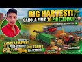 Extreme Canola Harvesting &amp; Pig Farming Challenge! 🚜 From Field to Profit in FS18 🌾💰