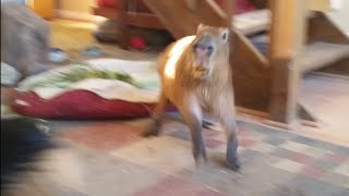 Crazy Capybara Jumps Around The House