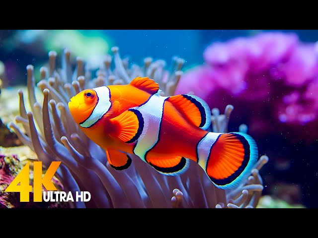 Aquarium 4K VIDEO (ULTRA HD) 🐠 Beautiful Coral Reef Fish - Relaxing Sleep Meditation Music #70 class=