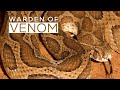 A day in the life of indias most feared snake russells viper