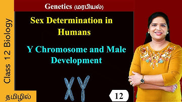 Y Chromosome and Male Development