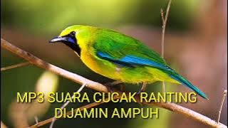 pancingan suara burung cucak ranting 100% ampuh || dijamin