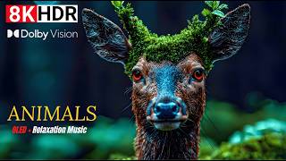 8K HDR 120FPS Wildlife Relaxation 🐾 Ultra HD Animals in Nature with Calming Music