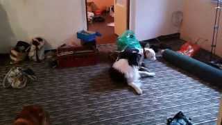 Statný Stafbul Vraždí Malinkatou Nebohou Borderku