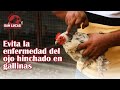 Prevención y control de CORIZA INFECCIOSA AVIAR | Gallinas con ojo hinchado | Granja San Lucas