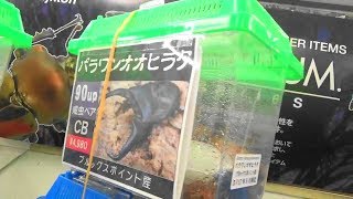 巨大なクワガタが沢山！昆虫ショップ【フジコン】さんでお買い物 Beetle or stag beetle videos