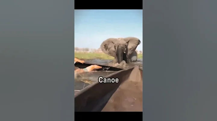 Raging Bull Elephant SMASHES Tourist Boat ! #wildlife #safari #crocodile #elephant #adventure