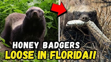 🚨 HONEY BADGER APOCALYPSE: Florida Unleashes Nature