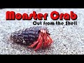 Monster crab out from the shell