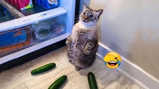 😹🐱 So Funny! Funniest Cats and Dogs 2024 🐱🐈 Funny And Cute Animal Videos 2024 #16