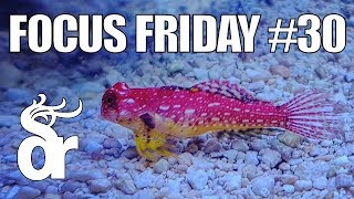 FF#30 | Keeping Dragonets (Mandarinfish) in your Reef Tank