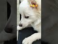 kis se fidha🤔😃#viralvideo #doglove #shortvideo #love #views