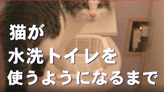 【猫動画】猫が人間用トイレを使うようになるまで