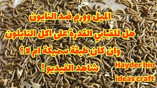 Mealworm vs Nylone هل بامكان القبابي اكل النايلون ؟؟