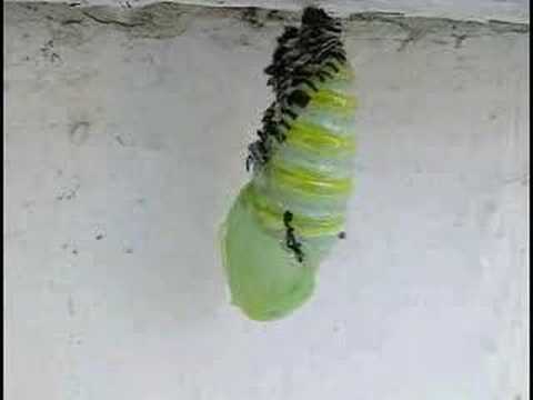 Monarch Butterfly Pupation