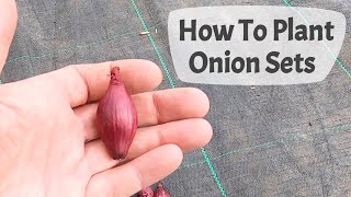 How To Plant Onion Sets On A UK allotment