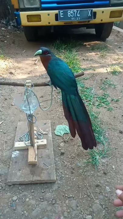 burung kadalan birah