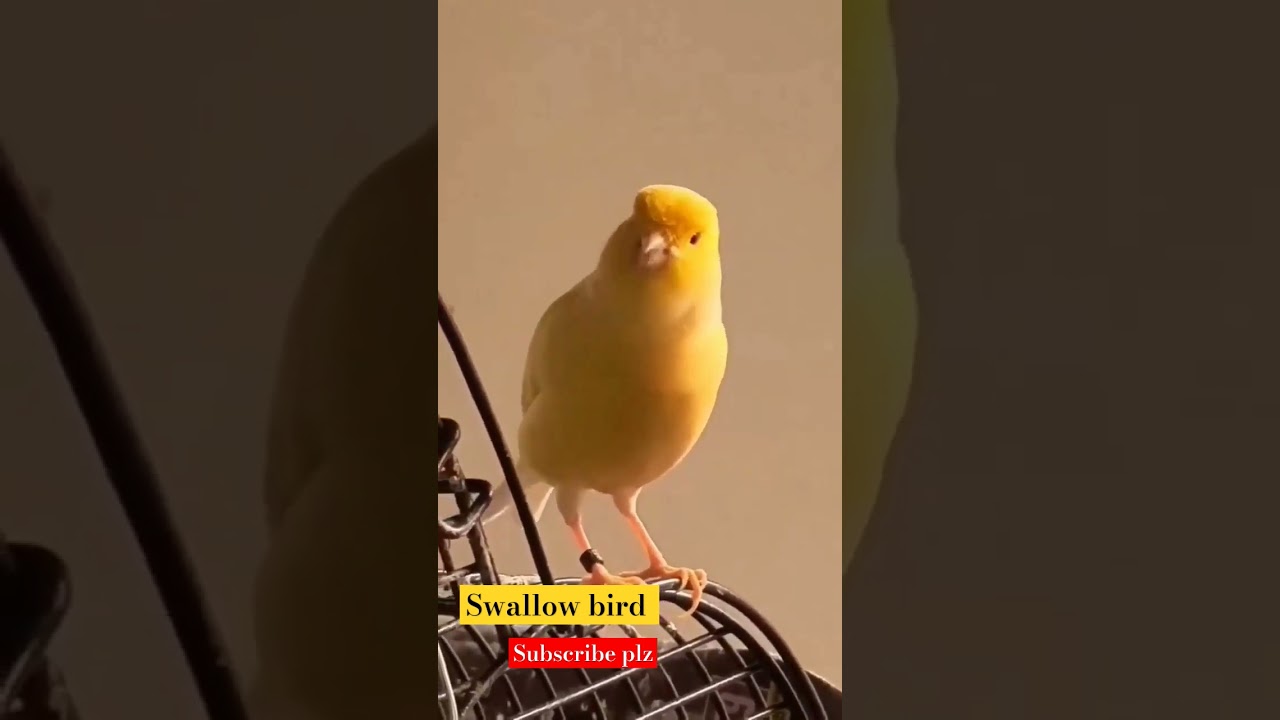 swallow bird chripping /birds chripping 