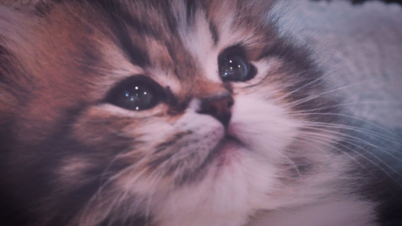 ねこあつめ Cutest Kitten You've Ever Seen?