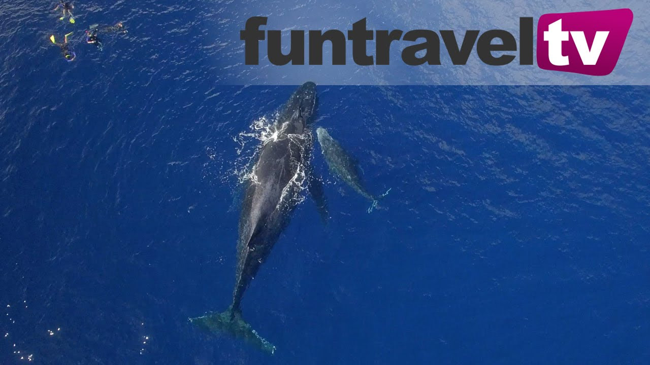 Swimming with whales in Haapai Tonga