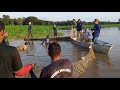 Curso Contador de Pirarucu (arapaima giga) em lagos naturais. Sobrevivente do Amazonas