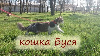 "КОШКА БУСЯ НА ПРОГУЛКЕ" выгуливаем нашу кошку "КОШКА БУСЯ НА ПРОГУЛКЕ" выгуливаем нашу кошку