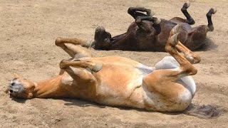 Смешные лошади - смешные лошади видео. компиляция