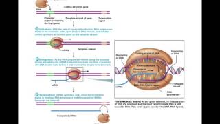 Chapter 3.11 Protein Synthesis BIO201