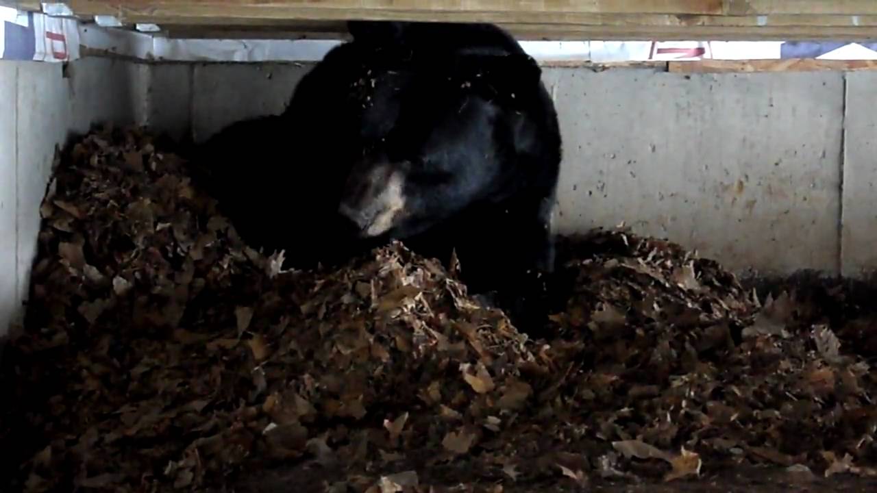 A Family Found A Hibernating Bear Under A They're Letting, 43% OFF