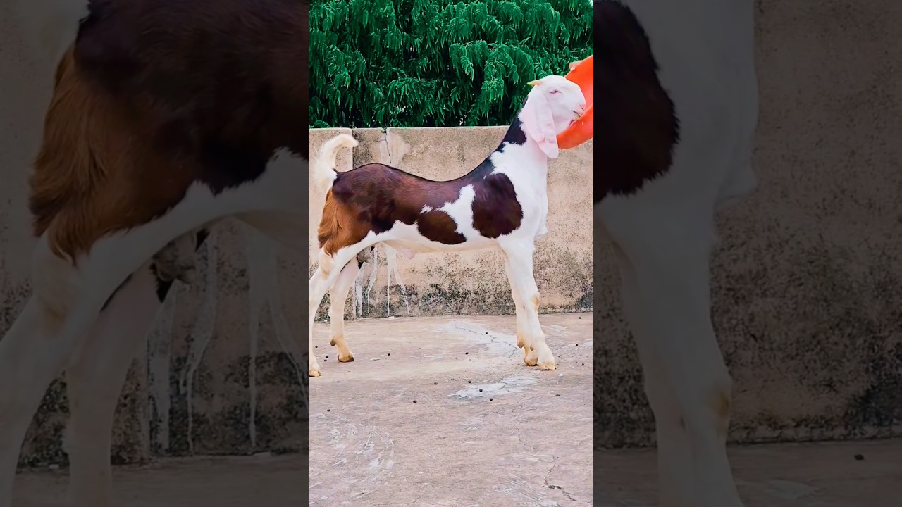 बकरा खरीद लिया...लेकिन क्या उसके साथ बीमारी भी घर ले आए?या जल्दी में उसकी जान ही खतरे में डाल रहे?😳