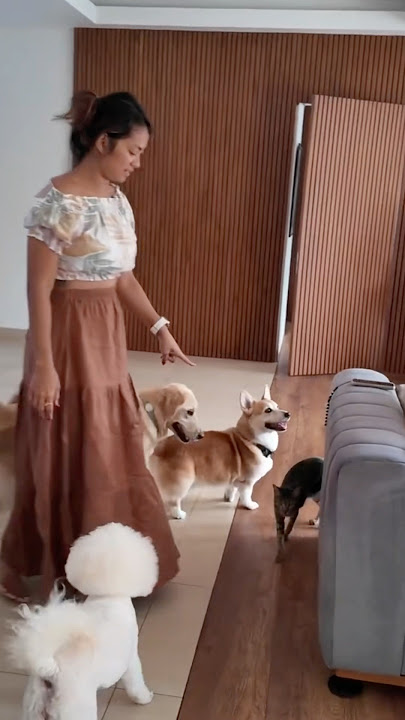 Cewek Cantik Piara Banyak Anjing