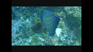 H2O Scuba School in Koh Phangan