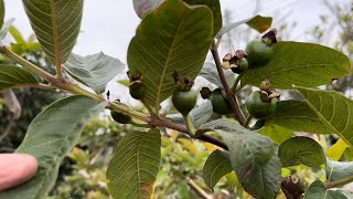 「紅心芭樂」修剪後2個月現況追蹤￼，這滋味太棒了！2024年2月10日