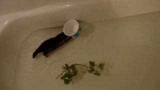 Baby Beaver In Bathtub
