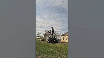 Taking down a dead maple tree #treework #climber #arborist #stumpgrinding