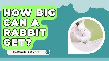 How Big Can A Rabbit Get? - PetGuide360.com