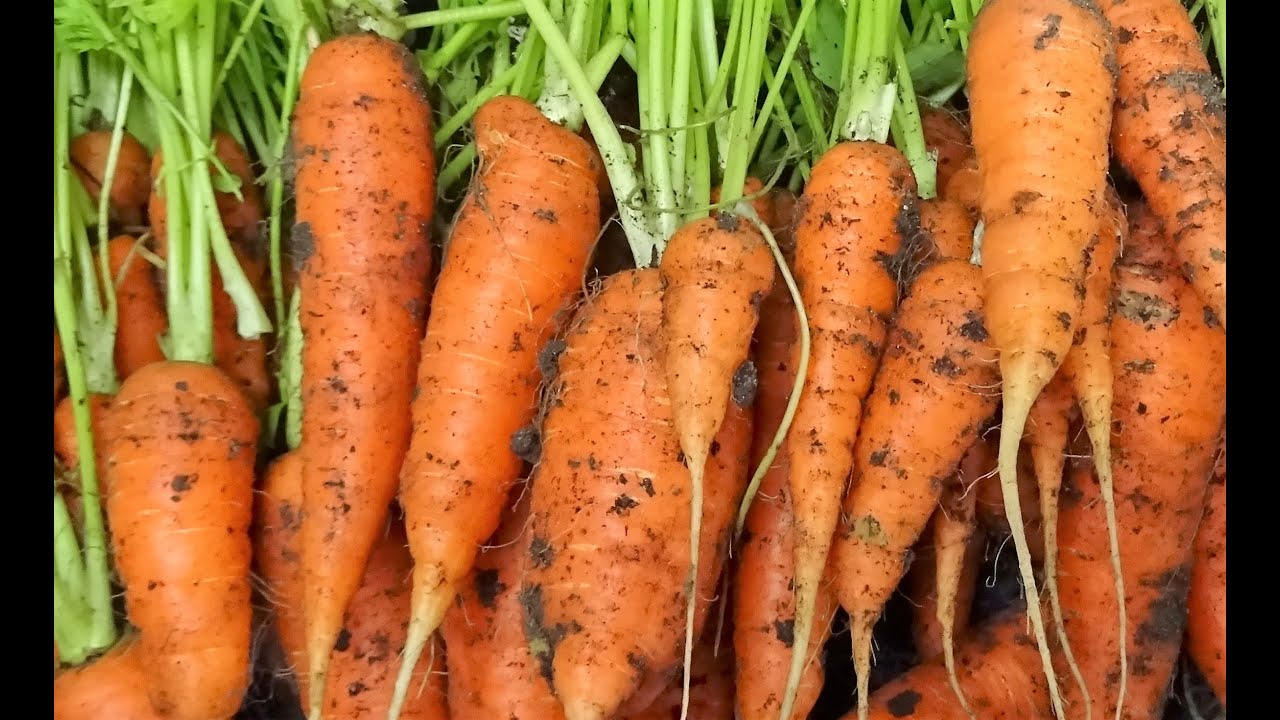 le 12/02/2022:Les 1ér semis dans la serre