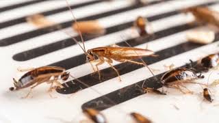 Milwaukee Pest Pros