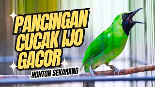 Pancingan Cucak Hijau Gacor Satu Ini Langsung Mau Jamtrok !! Cucak Ijo Gacor Full Isian Tembakan !