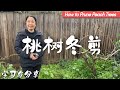 要想桃子长得好，桃树冬剪免不了！