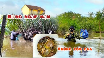 2 NGÀY VÀO RỪNG NGẬP MẶN ĐẶT 12 CỬA NGỤC TRÚNG TÔM CUA